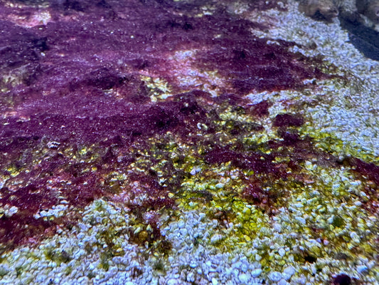 Cyanobakterien loswerden