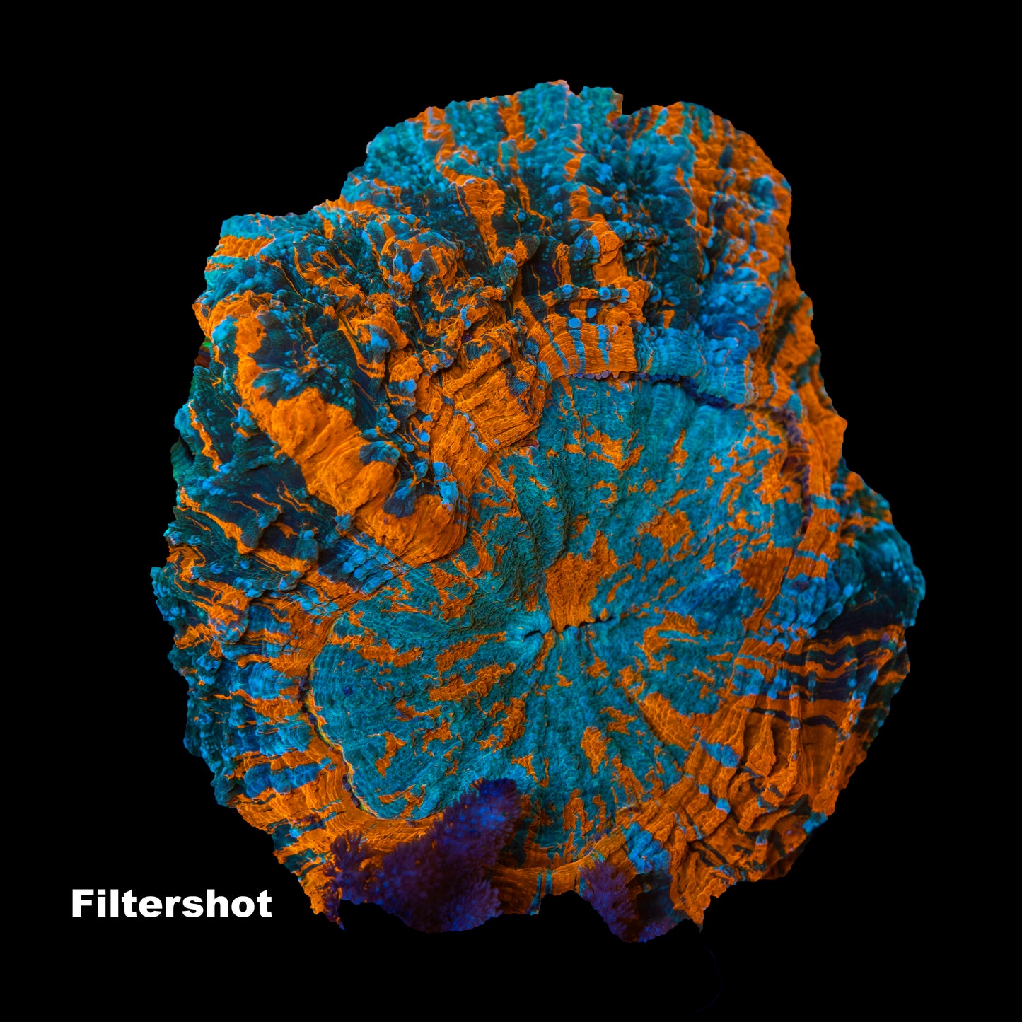WYSIWYG Acanthophyllia AP001