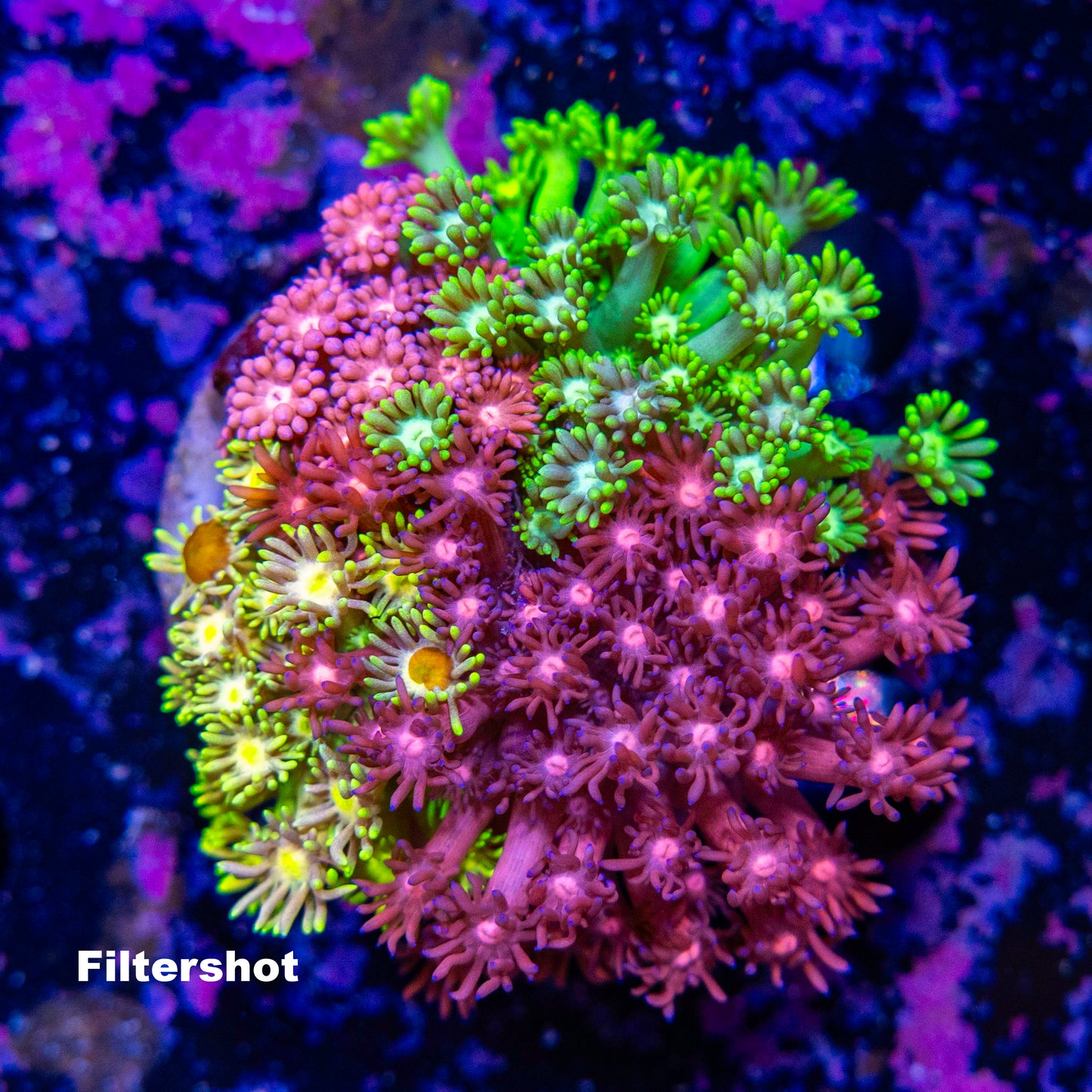 WYSIWYG: G0837 Goniopora Mixstein