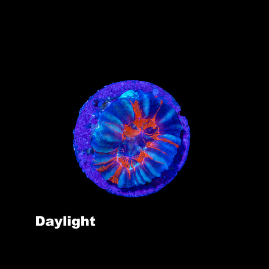 WYSIWYG Scolymia „Warpaint“ SC0827