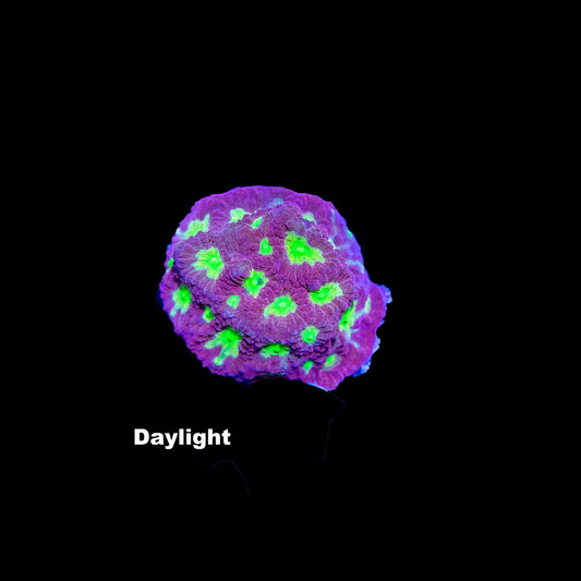 WYSIWYG Favia „Dayglow“ F0824