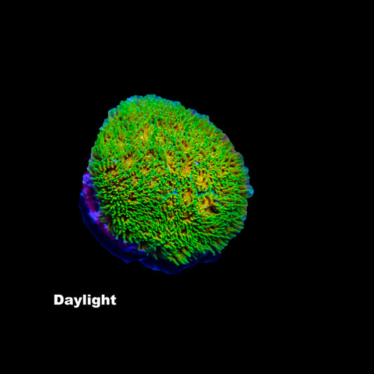 WYSIWYG Leptastrea „John Deere“ LP0899