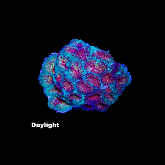 WYSIWYG Favia „RiG Tectonic“ 0836