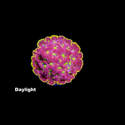 WYSIWYG Favia „BigR Inferno“ FV0831