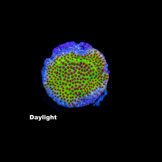 WYSIWYG Stylocoeniella „JF Burning Banana“ CY0805