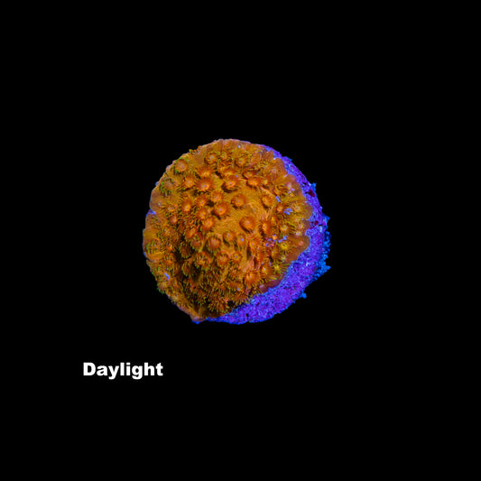 WYSIWYG Cyphastrea „BigR Sunkist“ CY0847