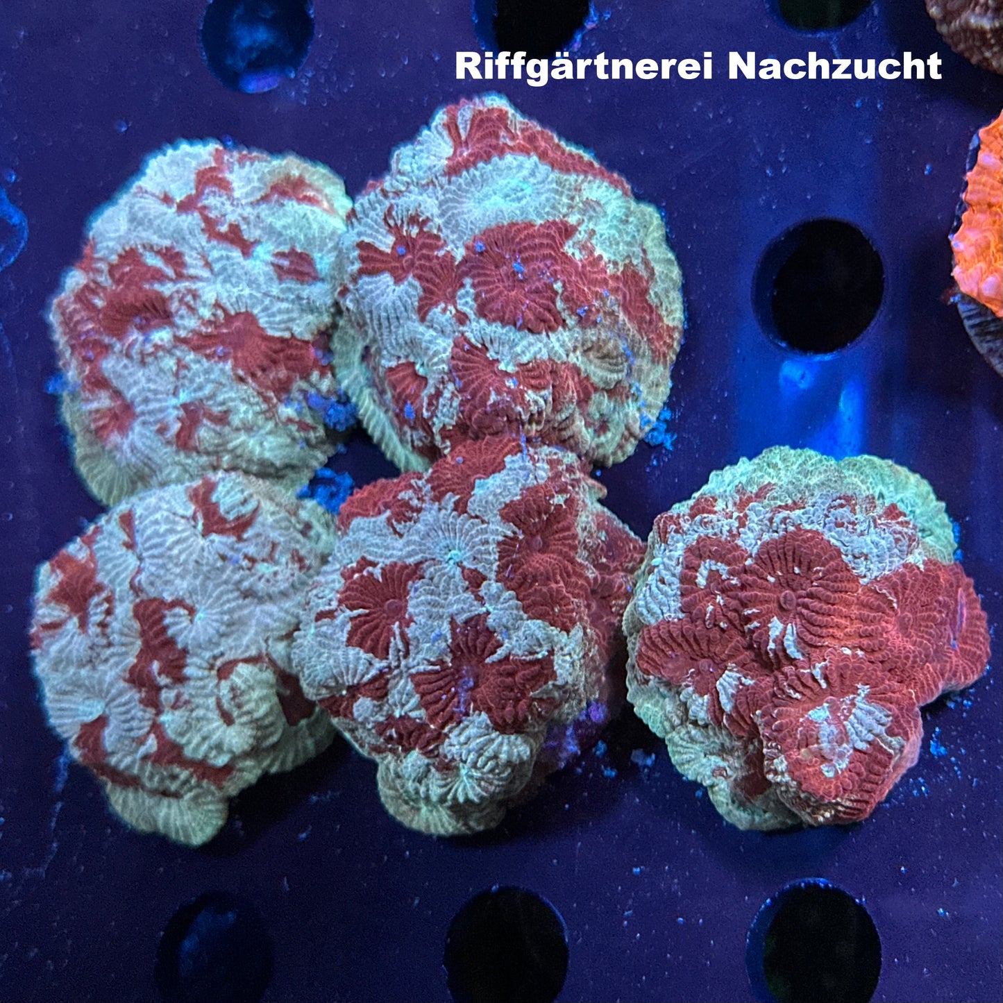 Dipsastraea „RiG Wagyū“