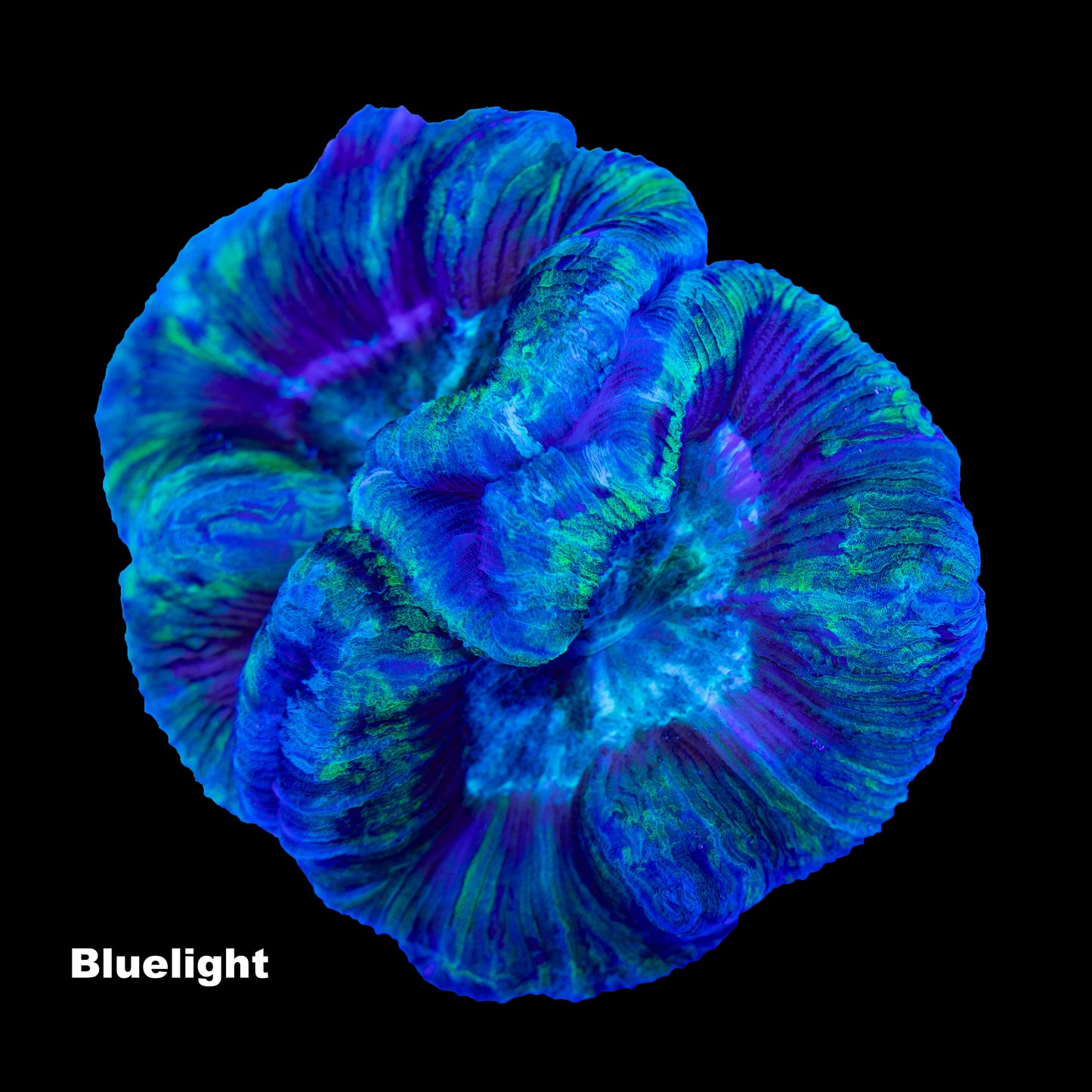 WYSIWYG: T009 Trachyphyllia