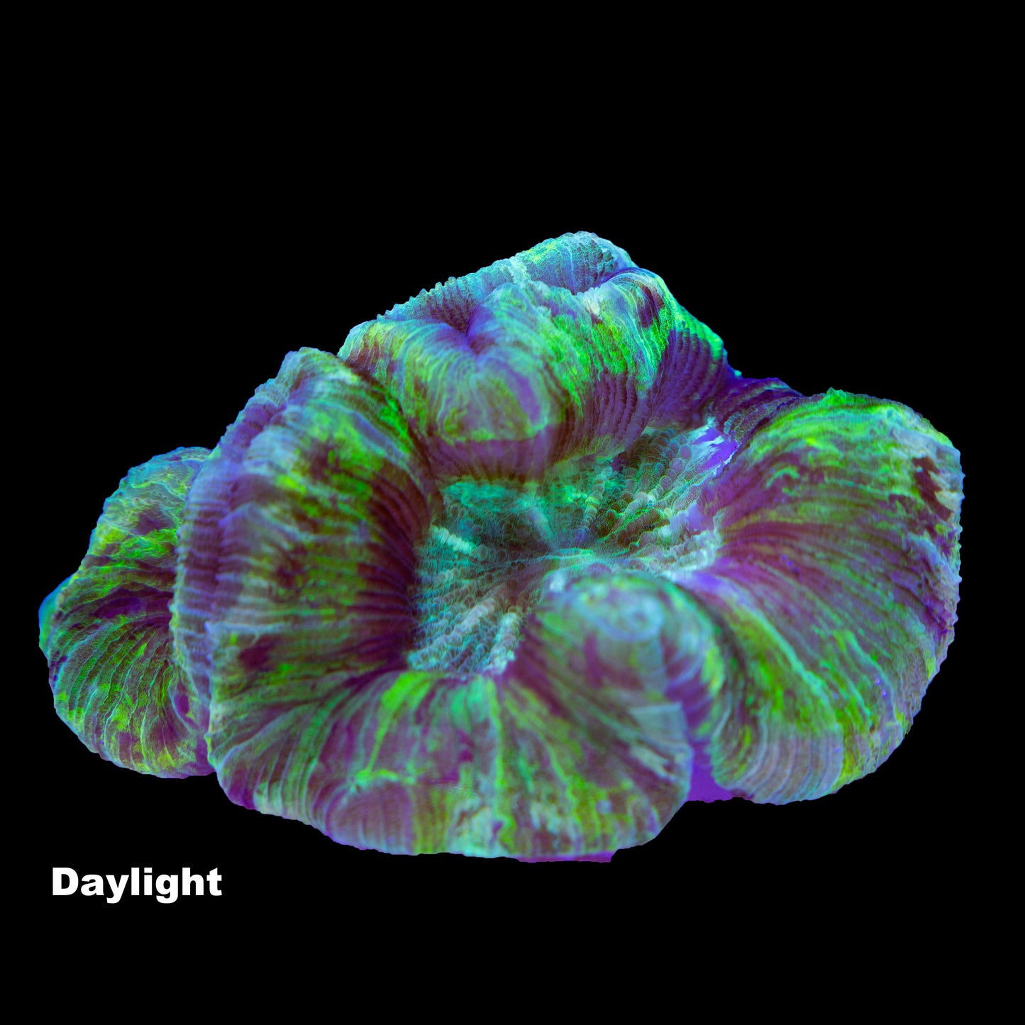 WYSIWYG: T009 Trachyphyllia