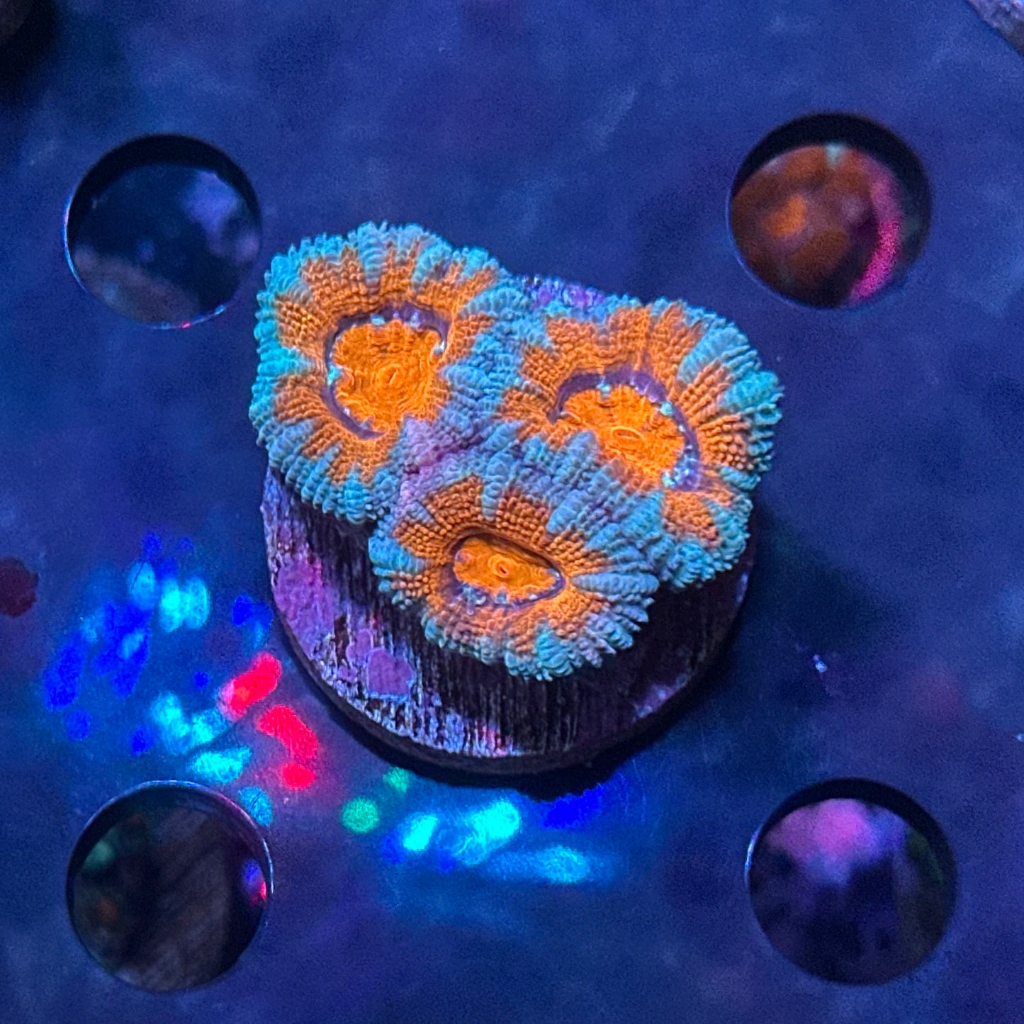 Micromussa (Acanthastrea) lordhowensis