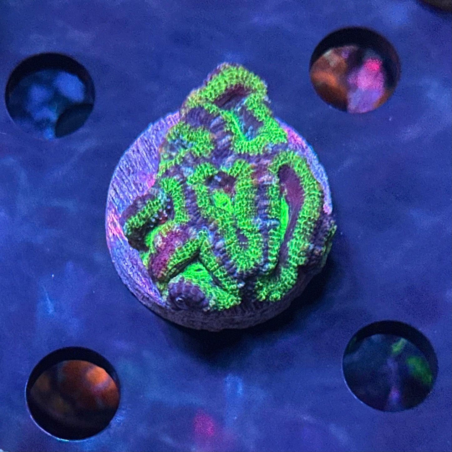 Micromussa (Acanthastrea) lordhowensis