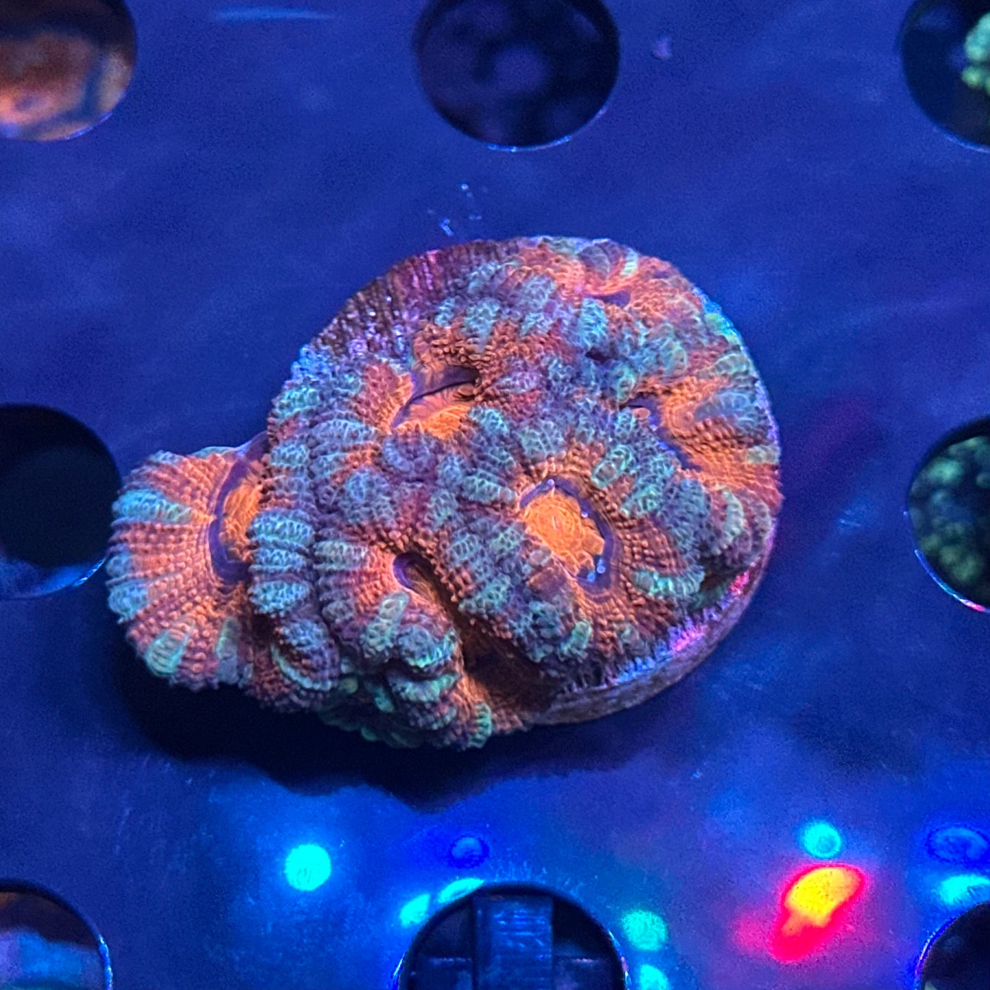 Micromussa (Acanthastrea) lordhowensis