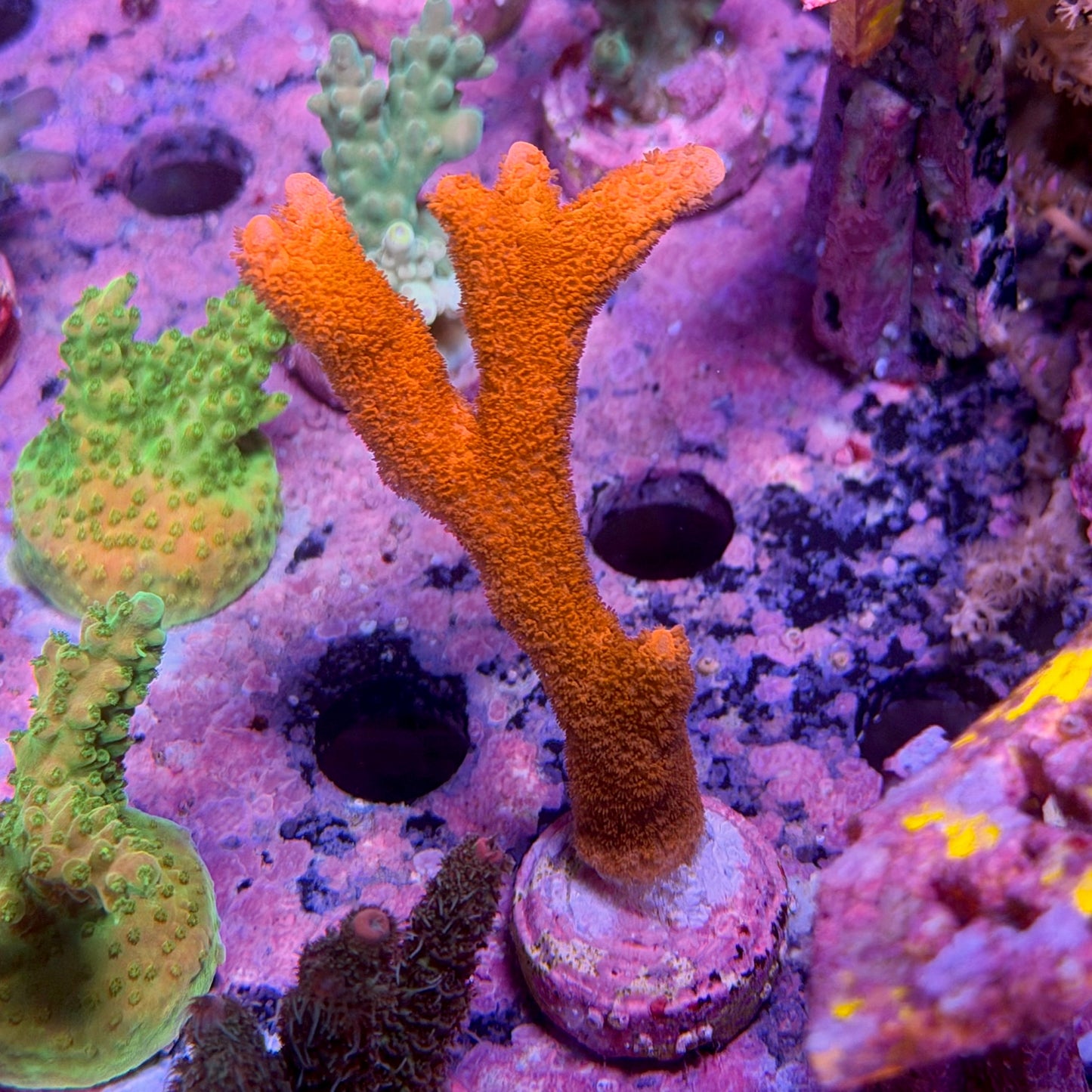 Montipora digitata super red