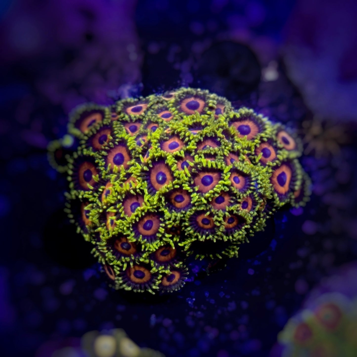 Zoanthus Jungle Juice