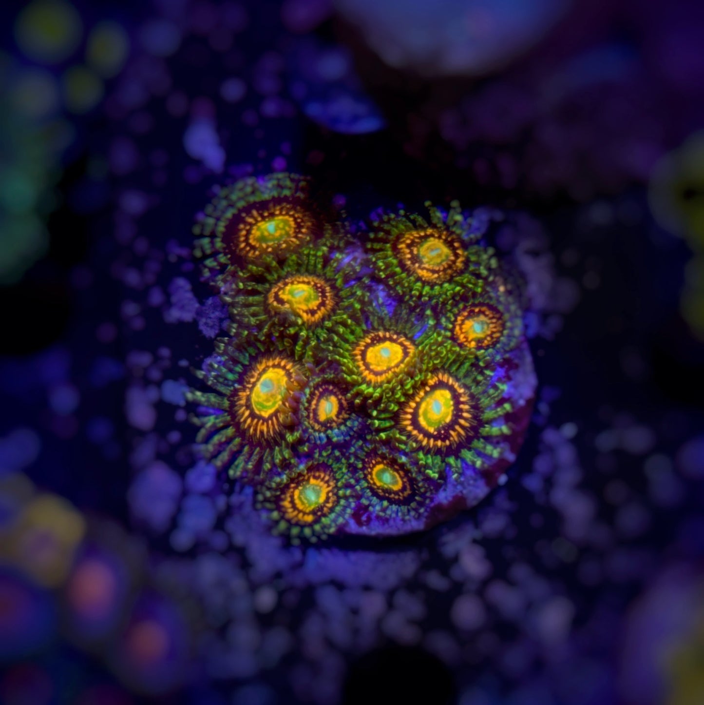 Zoanthus Rainbow Incinerator