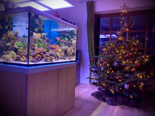 Zu sehen ist ein Meerwasseraquarium im Wohnzimmer, voll bunter Korallen und Fische. Es steht neben einem Weihnachtsbaum.