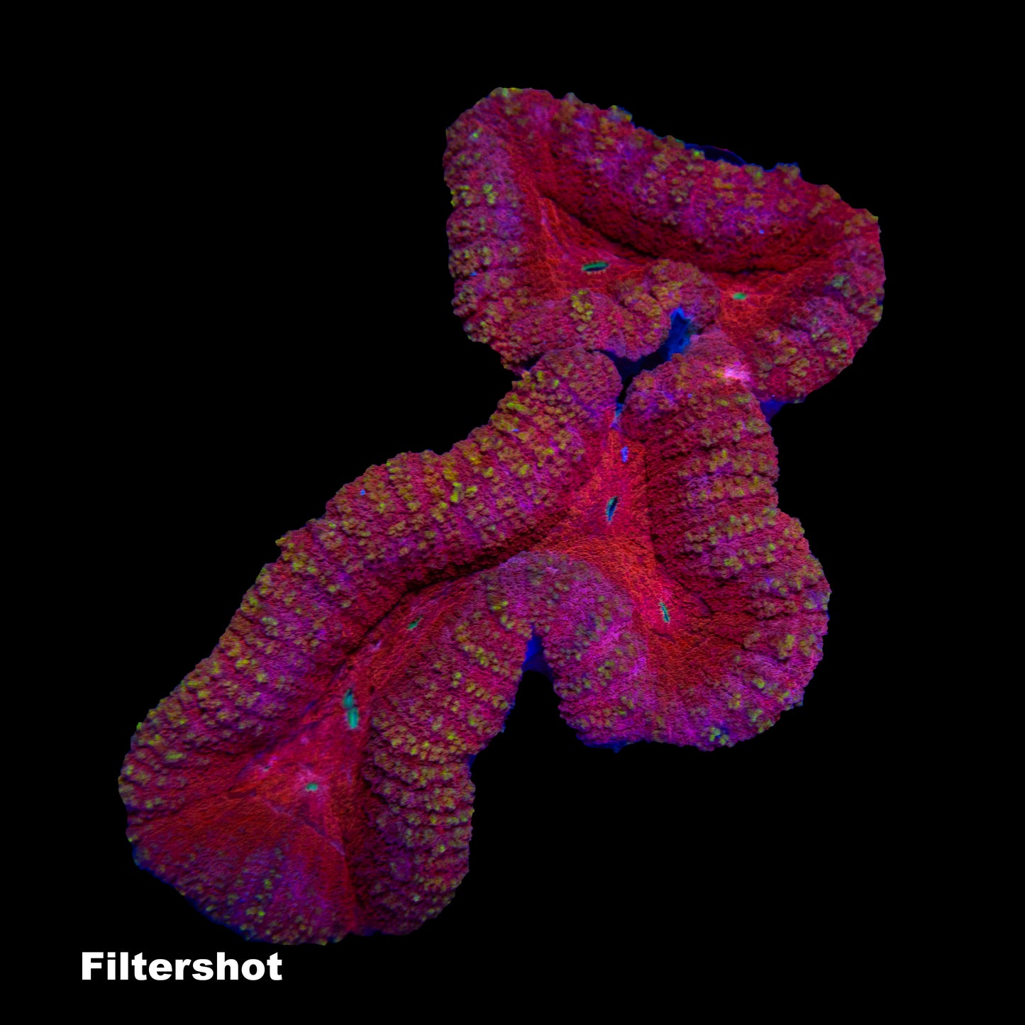 WYSIWYG Lobophyllia „Princess“ LB0813