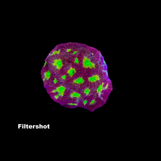 WYSIWYG Favia „Dayglow“ F0824