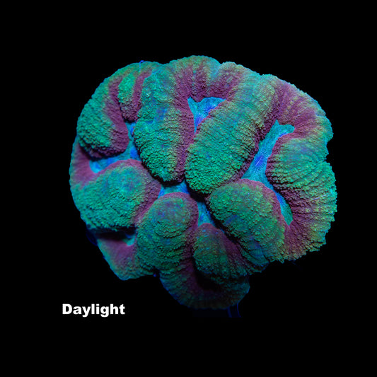 WYSIWYG Symphyllia LB0808