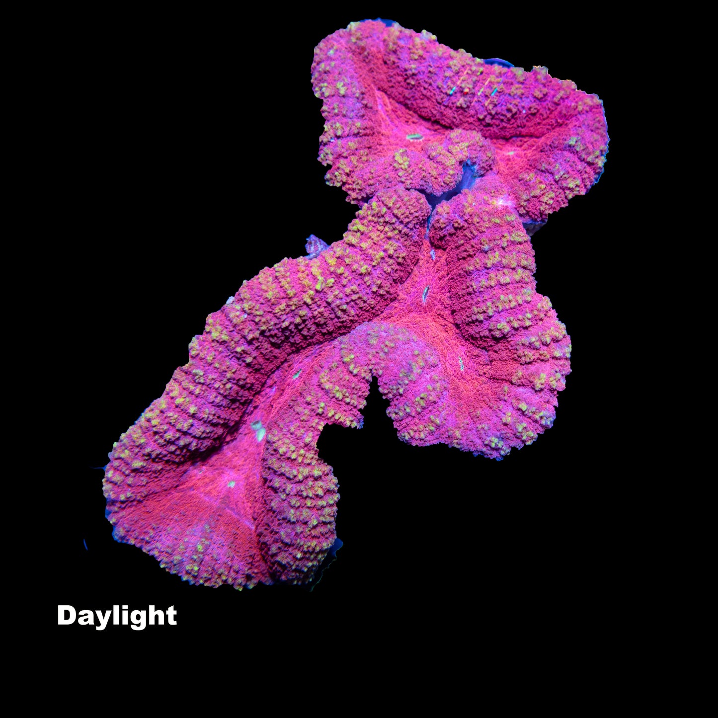 WYSIWYG Lobophyllia „Princess“ LB0813