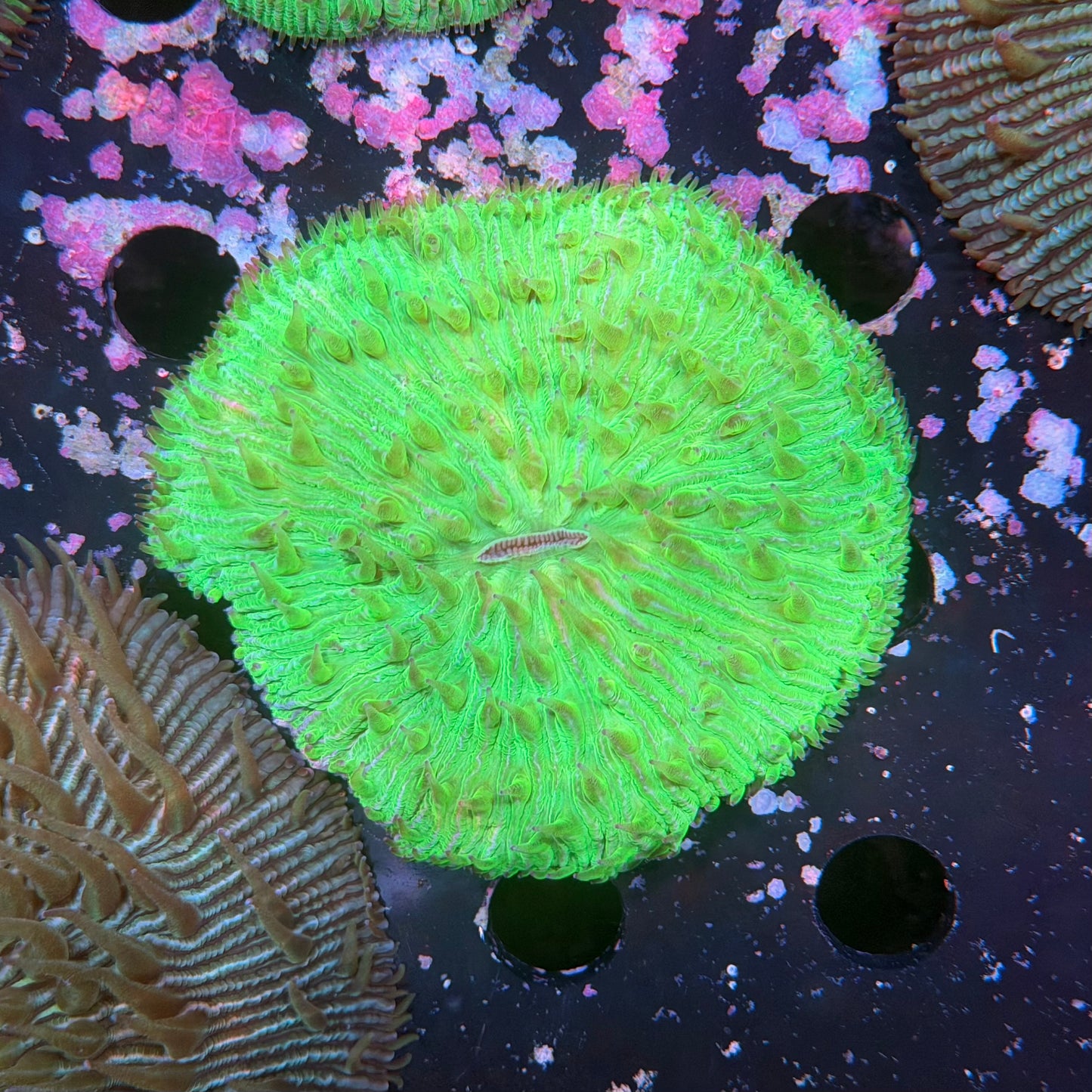 Cycloseris sp. neon grün WYSIWYG