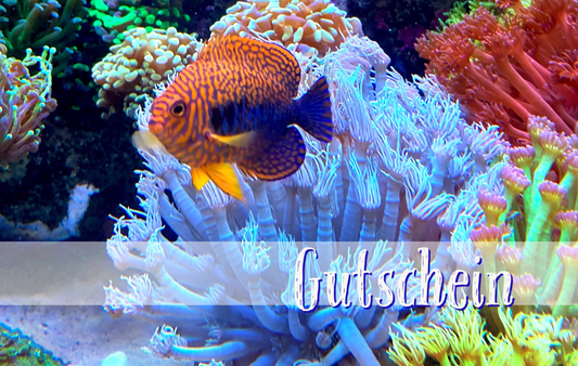Riffgärtnerei Laden Gutschein