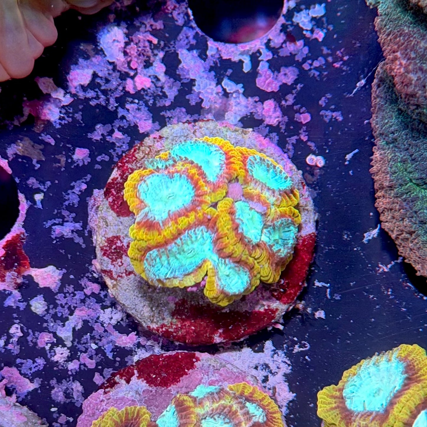 Favia sp. Ultron WYSIWYG