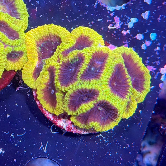 Favia sp. Wolverine WYSIWYG