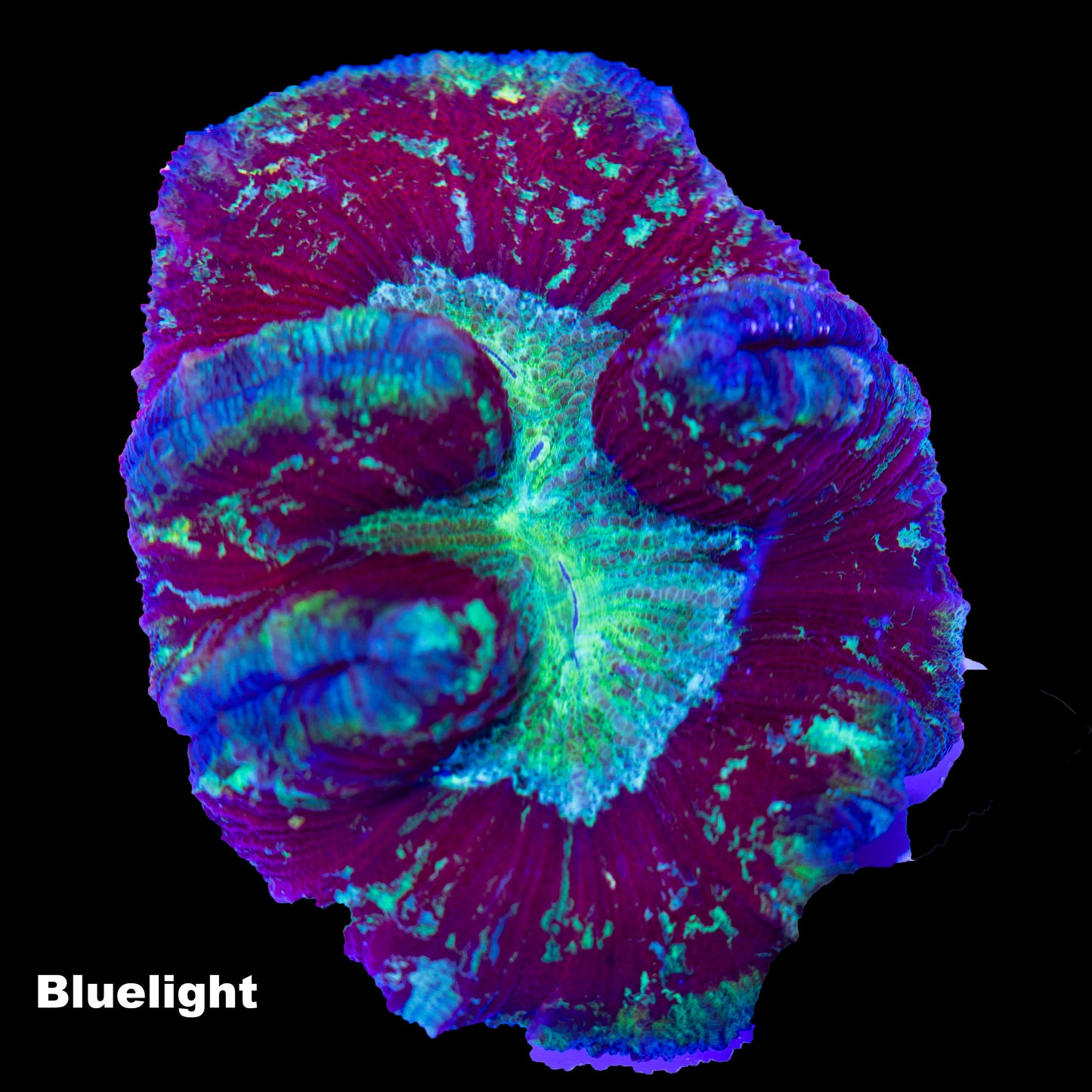 WYSIWYG: T002 Trachyphyllia