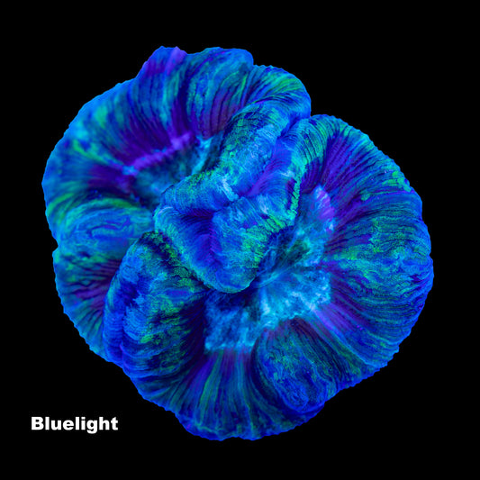WYSIWYG: T009 Trachyphyllia