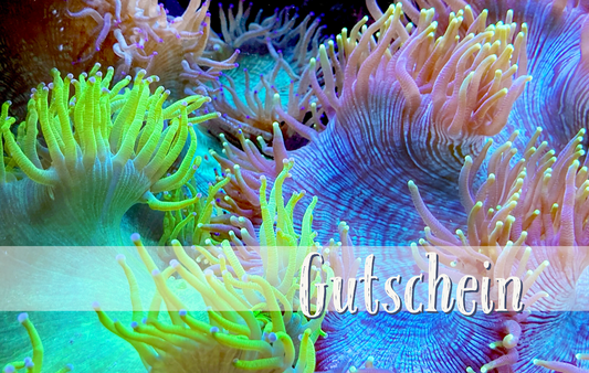 Riffgärtnerei Onlineshop Gutschein