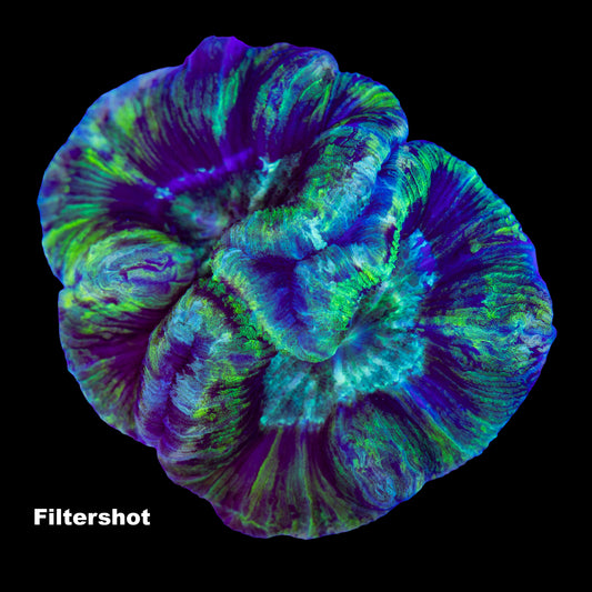 WYSIWYG: T009 Trachyphyllia
