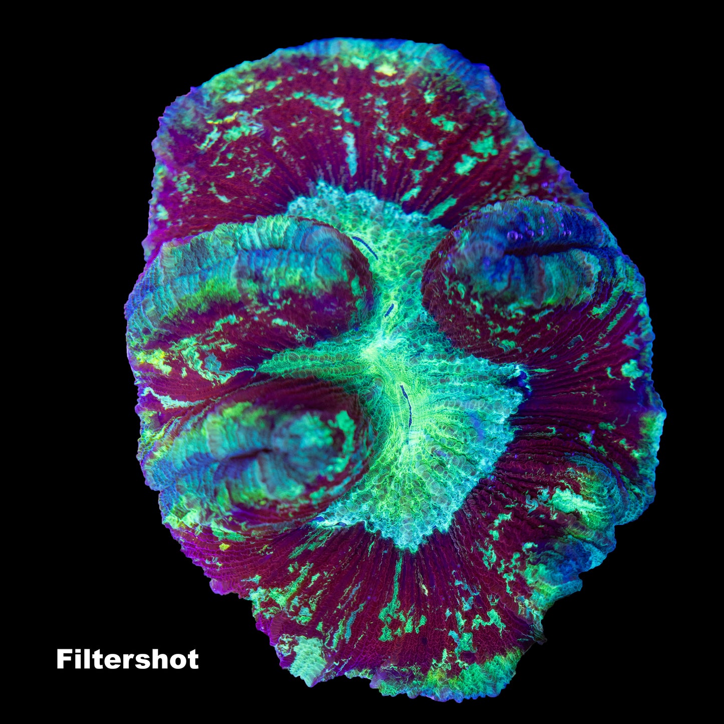 WYSIWYG: T002 Trachyphyllia