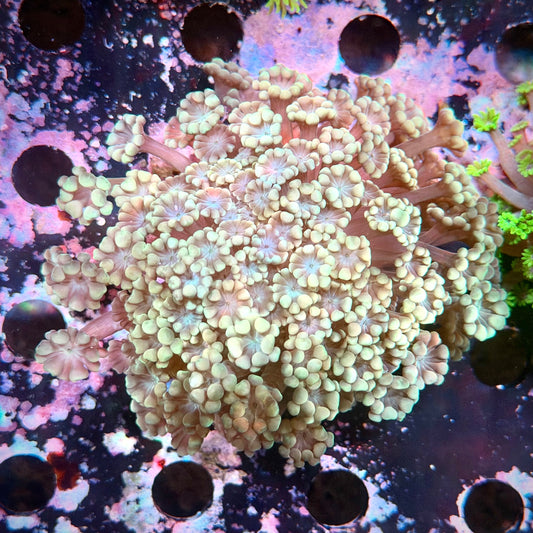 Alveopora Cremé WYSIWYG