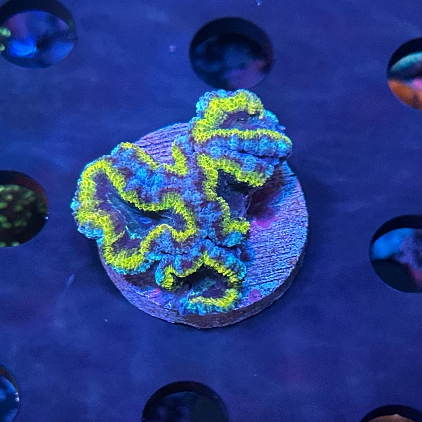 Micromussa (Acanthastrea) lordhowensis