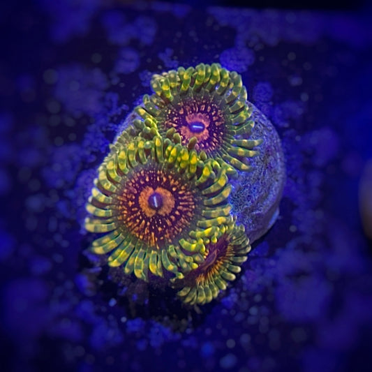 Zoanthus Grand Master Krakatoa