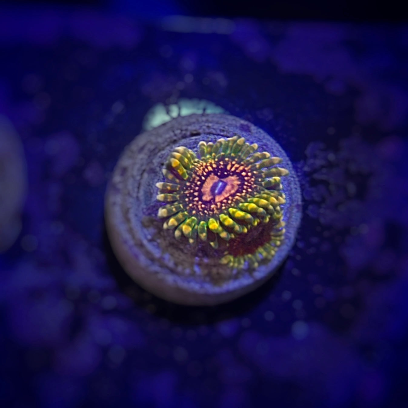 Zoanthus Grand Master Krakatoa