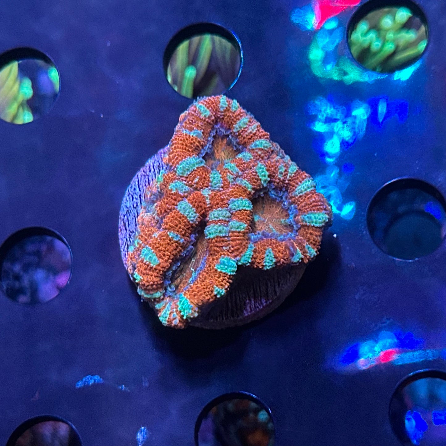 Micromussa (Acanthastrea) lordhowensis