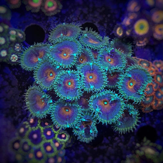 Protopalythoa Captain America