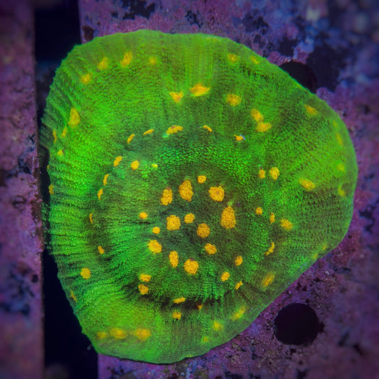 Chalice Echinophyllia „Space Invader“