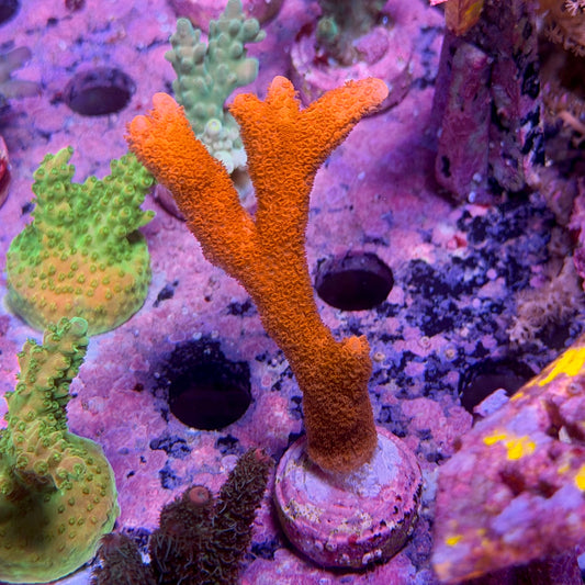 Montipora digitata super red