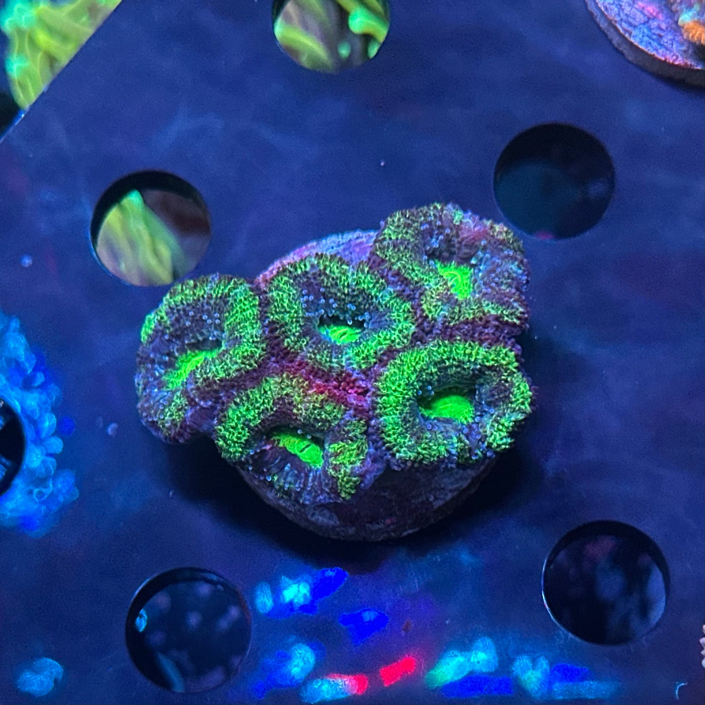 Micromussa (Acanthastrea) lordhowensis