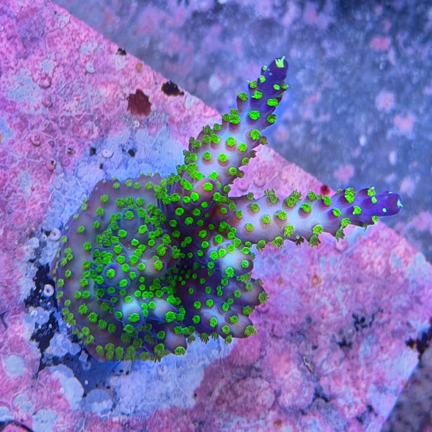 Acropora nana tricolor WYSIWYG