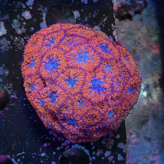 Blastomussa merleti Blue Raven WYSIWYG