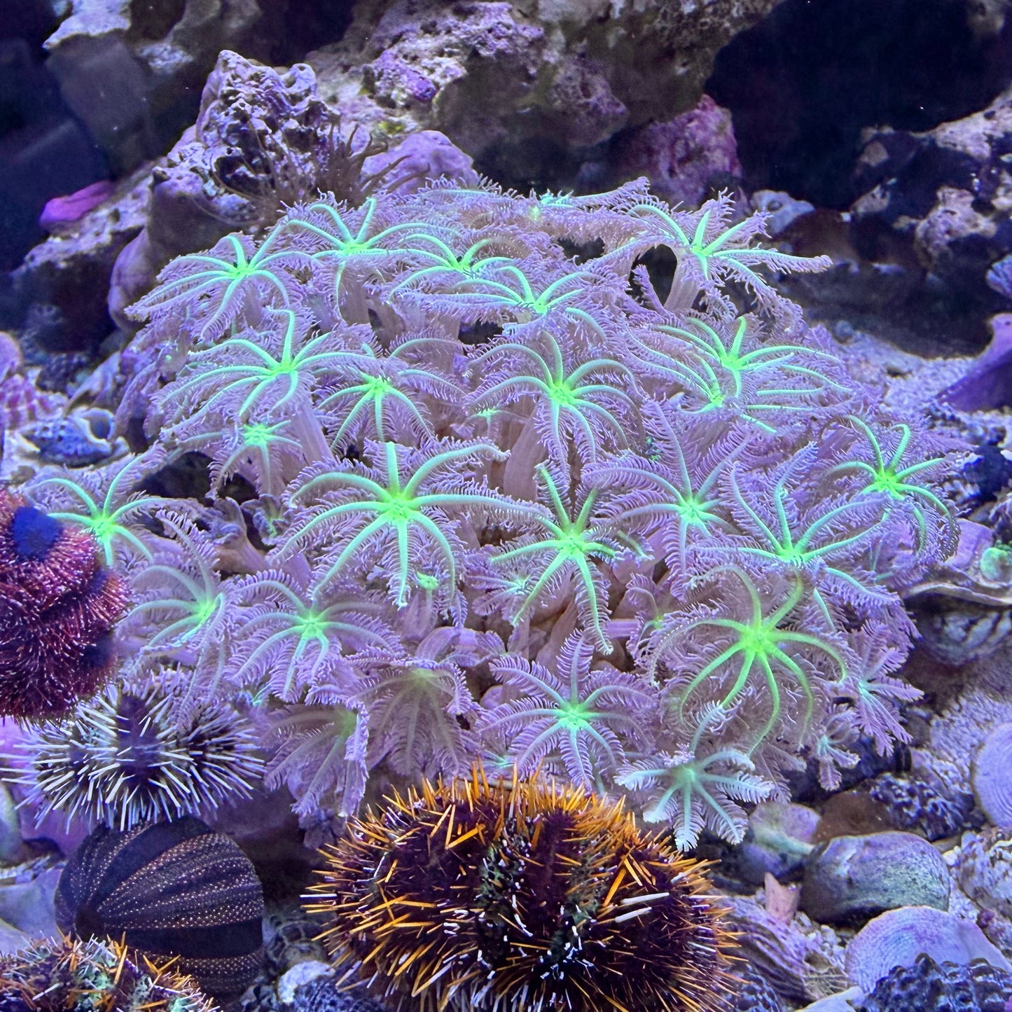 Clavularia Kolonie WYSIWYG