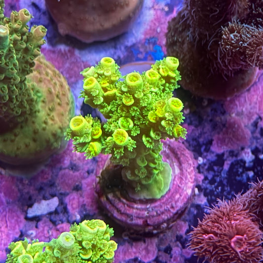 Acropora tenuis WYSIWYG