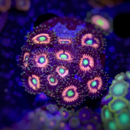 Zoanthus Lord of the Rings