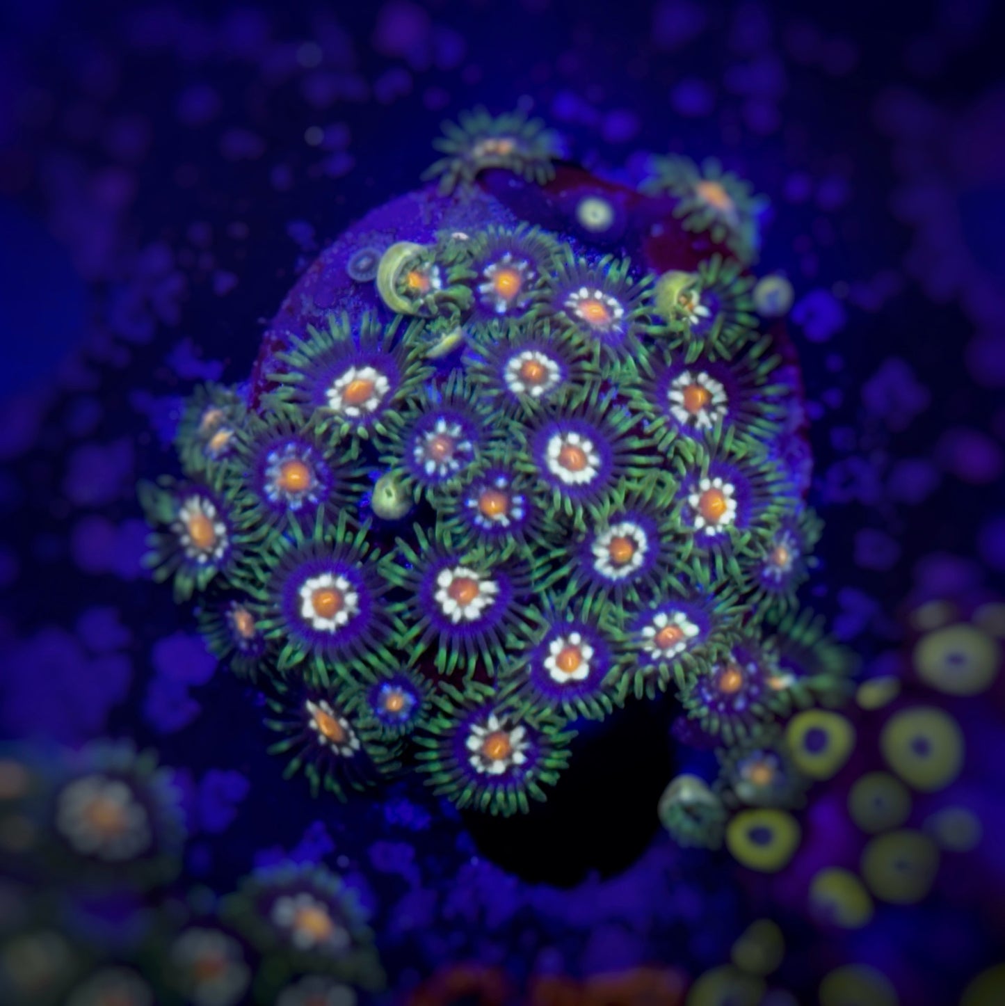 Zoanthus Daisy Cutter