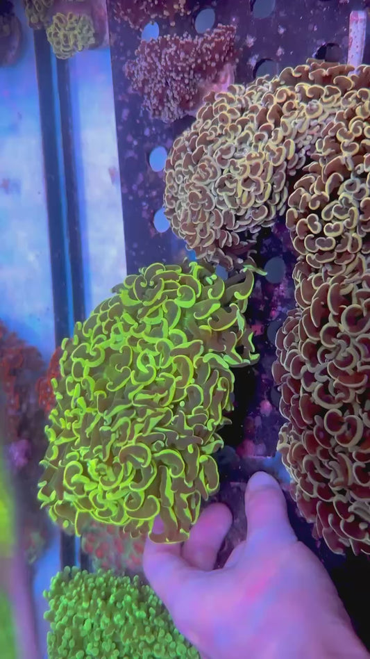 Euphyllia Ancora Yellow